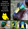 ducks1.jpeg