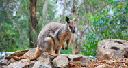 Petrogale_penicillata_brush-tailed-rock-wallaby.jpg