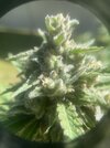 IMG_0314.jpeg