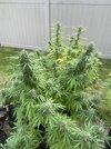 IMG_0298.jpeg