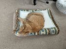 IMG_0629.jpeg