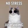 vibe.jpg