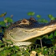 Gator