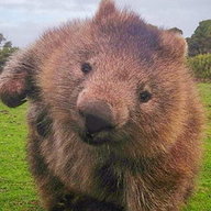 Chubzy Wombat