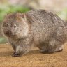 Wombat