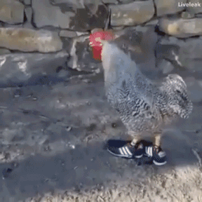 qjwt366x2yez.gif