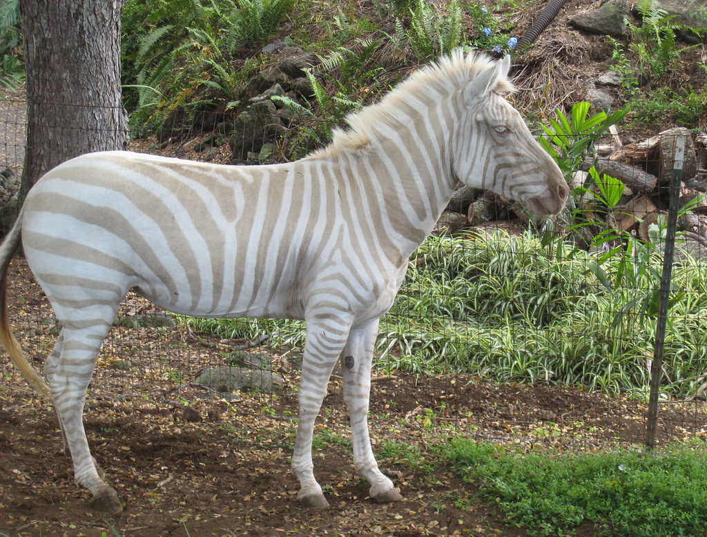 Blondzebra.jpg