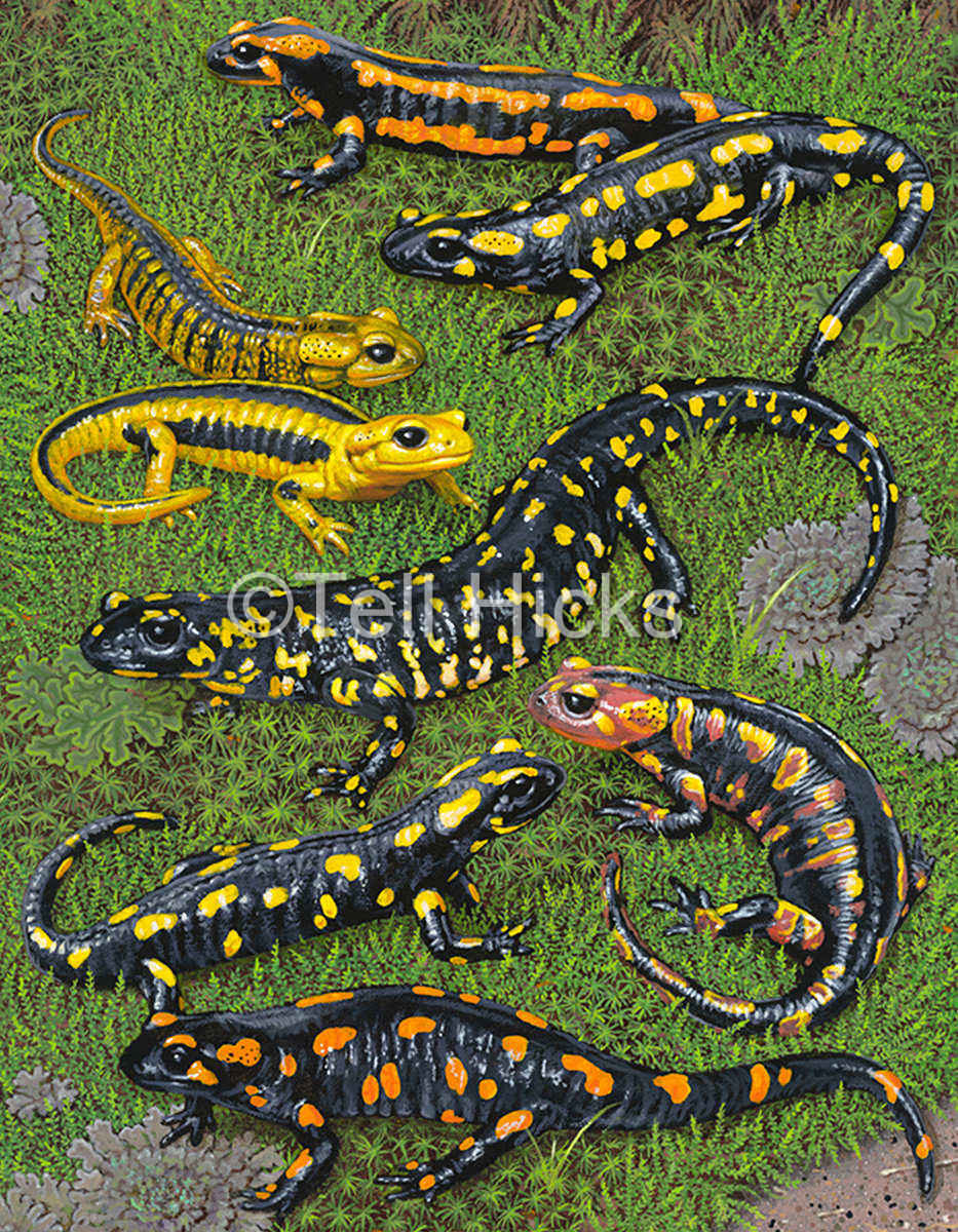 amph-fire-salamander.jpg