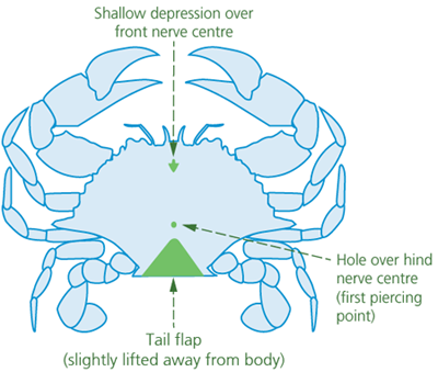 crab-ganglia-for-spiking-undersize.png