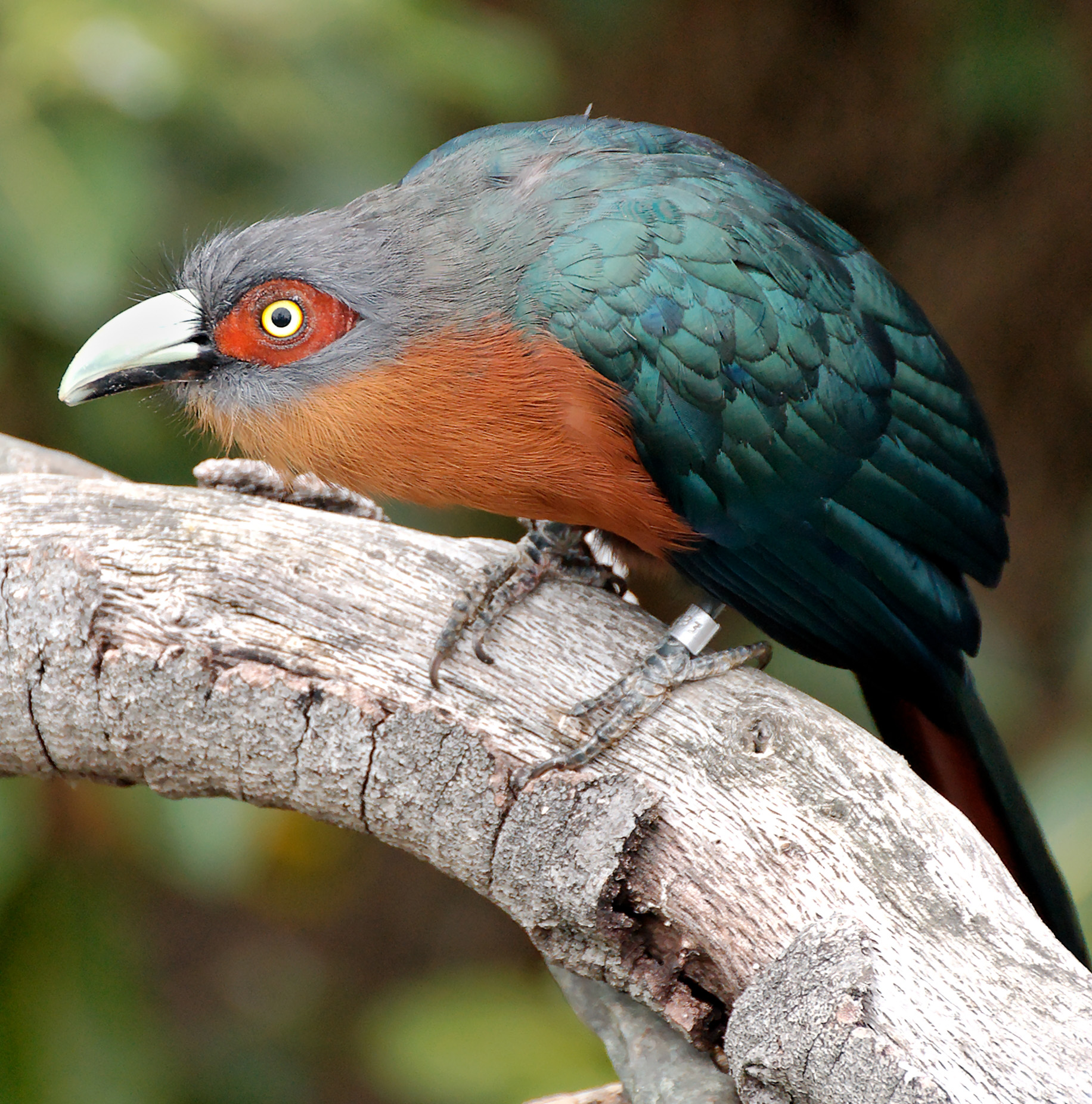 Chestnut-breasted_Malkoha2.jpg