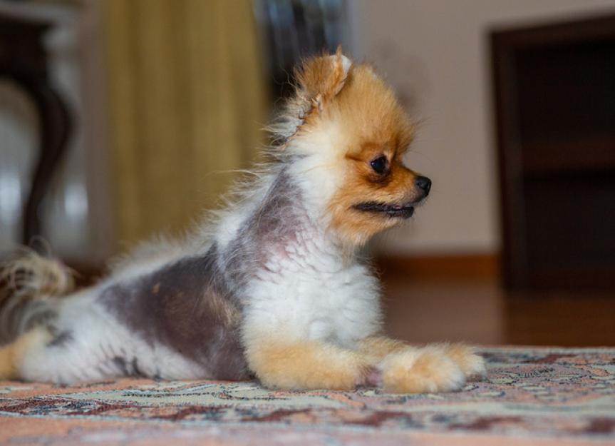 www.petmd.com