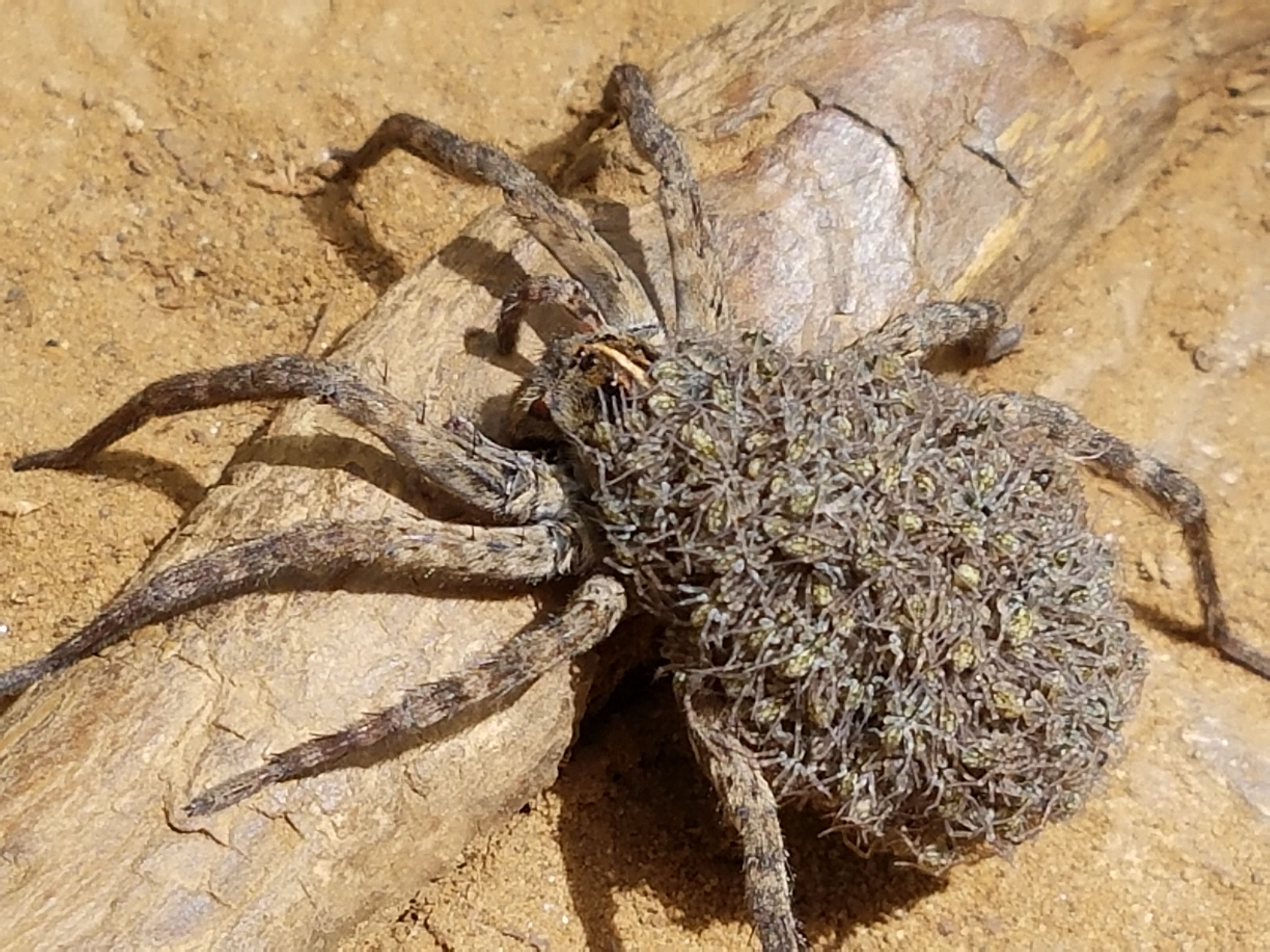 WolfSpider_F_withYoung.jpg