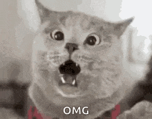 cat-cat-memes.gif
