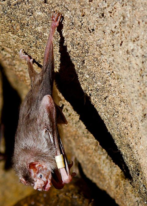 www.wildlifeonline.me.uk