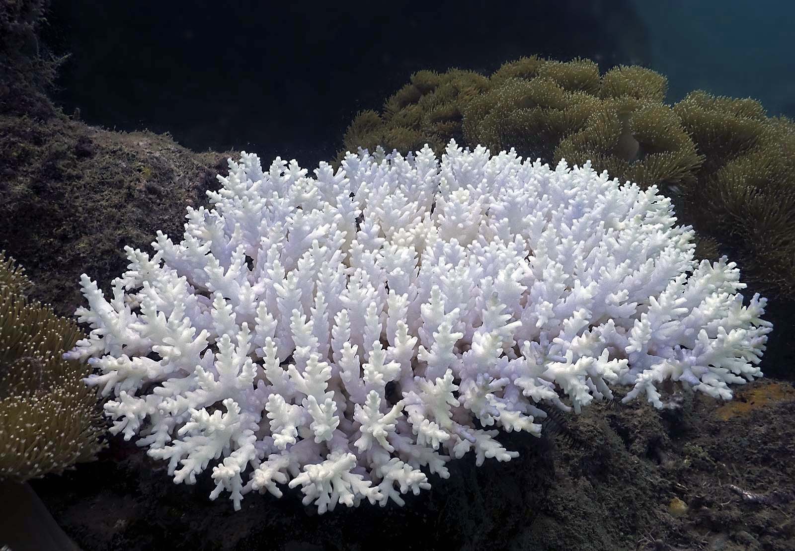 bleached_coral.jpg