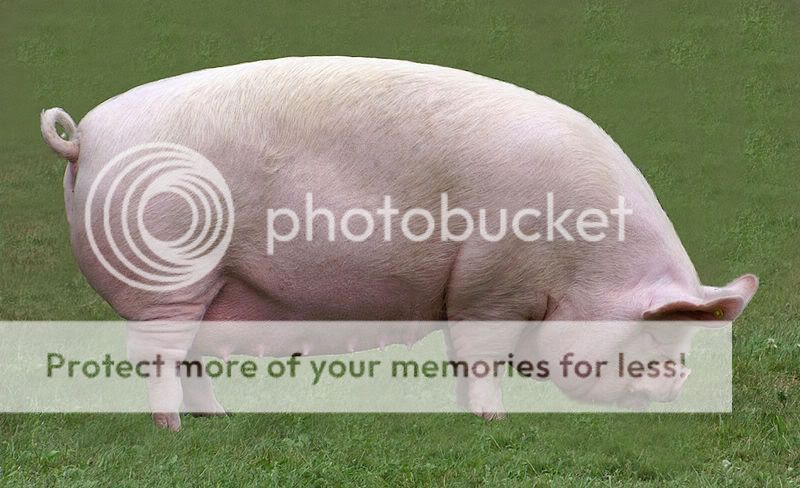800px-Middle_White_Sow.jpg