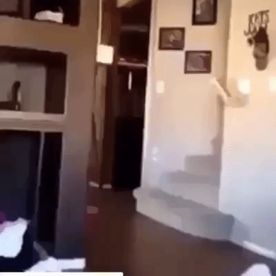 giphy.gif