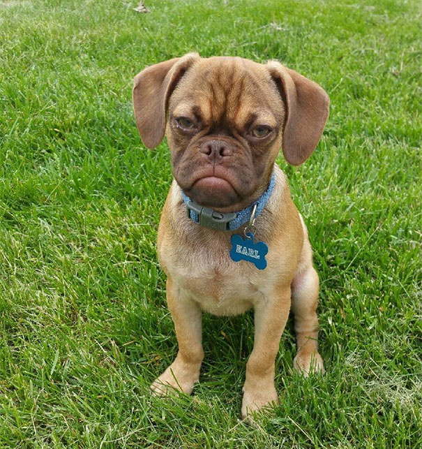 grumpy-dog-earl-puggle-meme-18.jpg