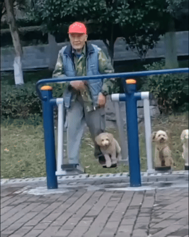 DogDays2677.gif