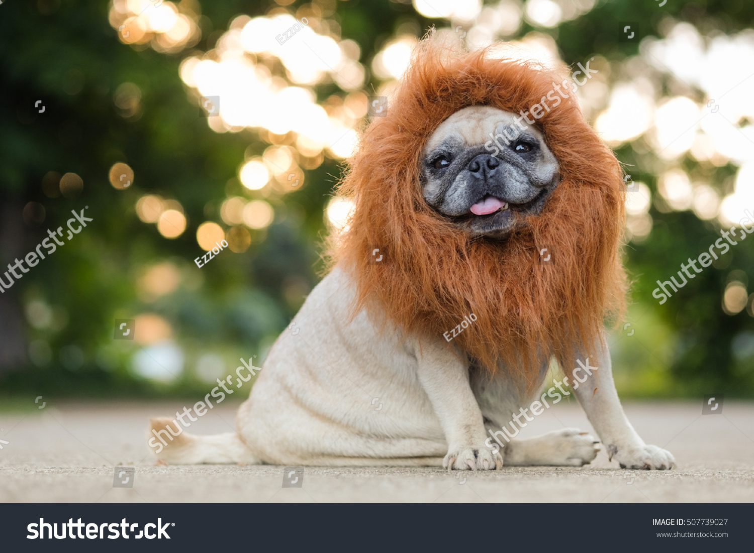 stock-photo-funny-face-of-pug-dog-with-lion-costume-507739027.jpg