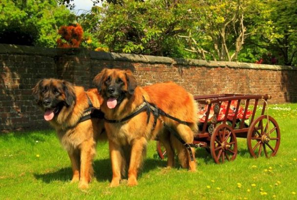 Leonberger_09-650x437-608x409.jpg