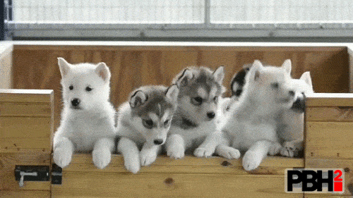 Husky-GIFs-28.gif