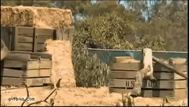 monkey-bike-monkey.gif
