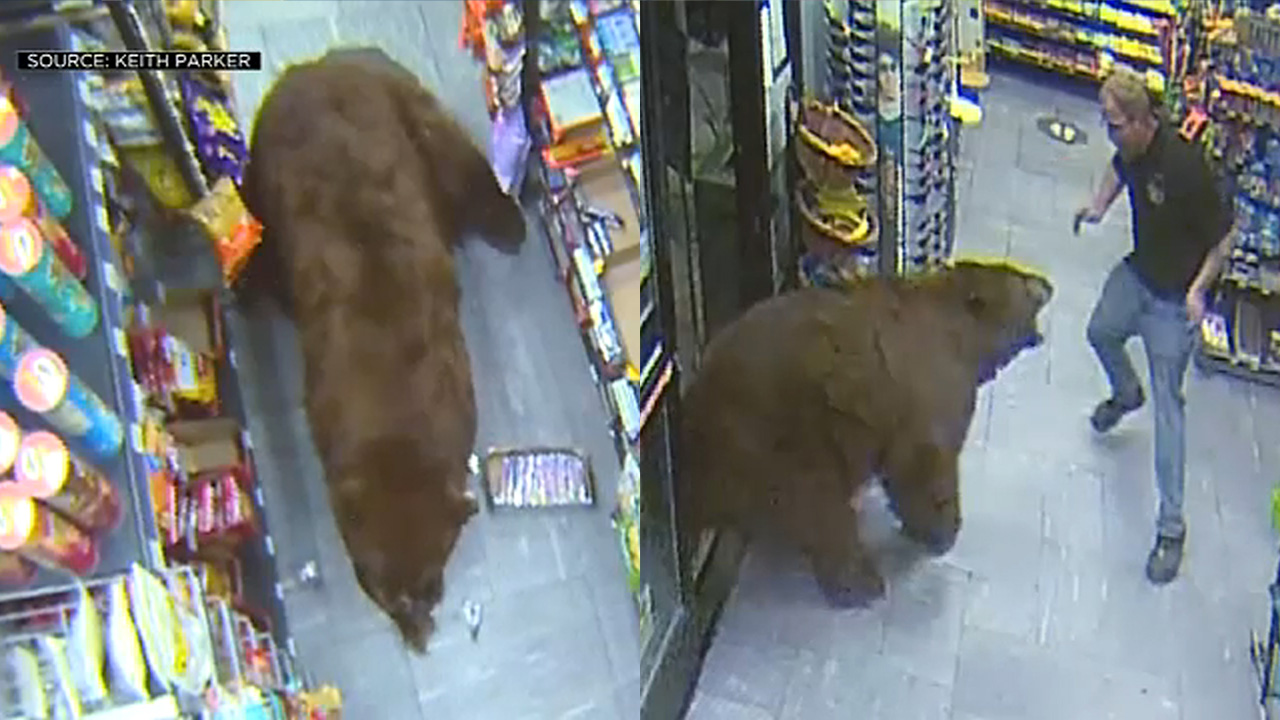 6398631_bears.jpg
