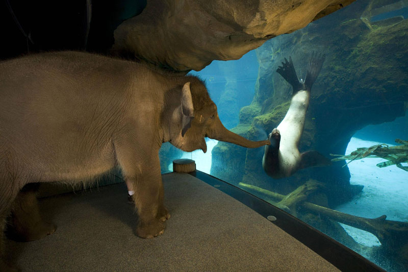 an-elephant-meets-a-sea-lion.jpg