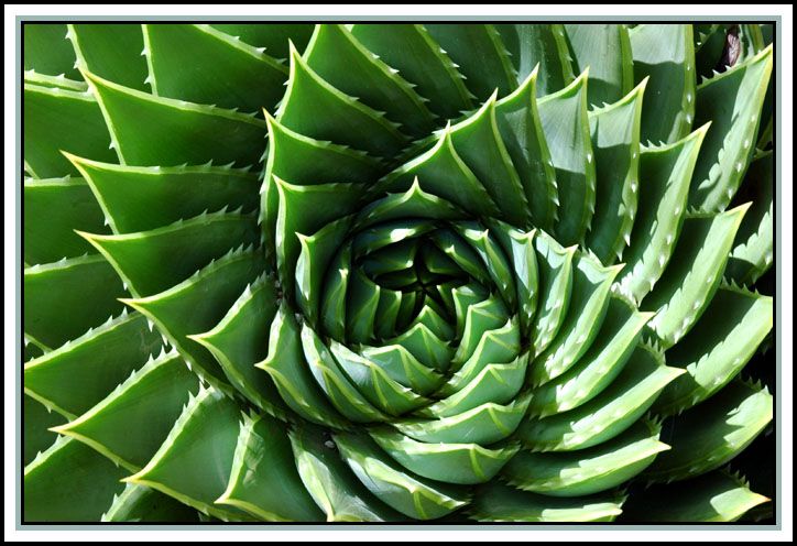 spiralaloe_zpsd853c14a.jpg