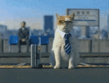 cats-office-cat.gif