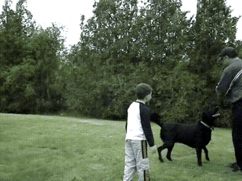 thankshirking-6.gif