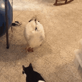Eggsellent6564.gif