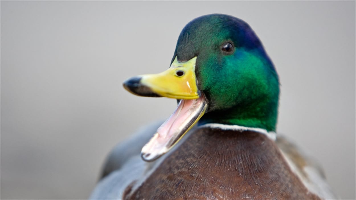 130610_0t22a_canard-_sn1250.jpg