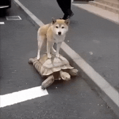 giphy-downsized.gif