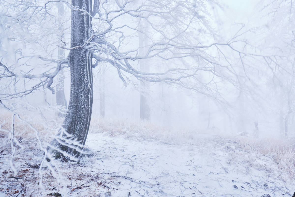 worldpopulationreview.com