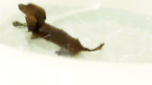 tumblr_mv6qn24GE11rkp3avo3_400.gif