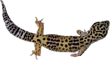Leopard_gecko_adultfemale.jpg