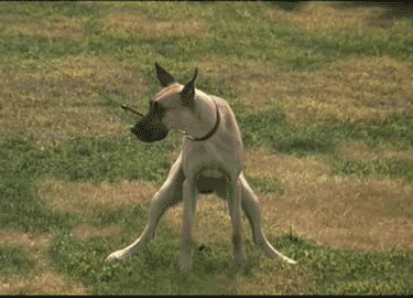 dog-poo.gif