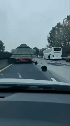 GetHatchin6281.gif