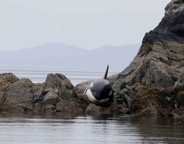 killer-whale-rescue-2-630x492.jpg