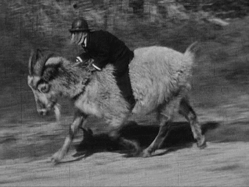 monkey-riding-ram-goat-police-uniform-13607096541.gif
