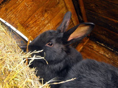www.rabbitcaretips.com