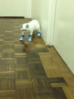 Walking-Cats-in-socks.gif