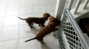 tumblr_mv6qn24GE11rkp3avo1_400.gif