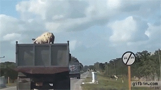 1403627286_pig_jumps_off_moving_truck.gif
