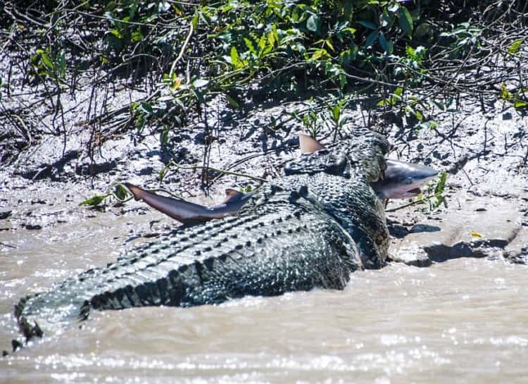 King-of-the-Water.jpeg