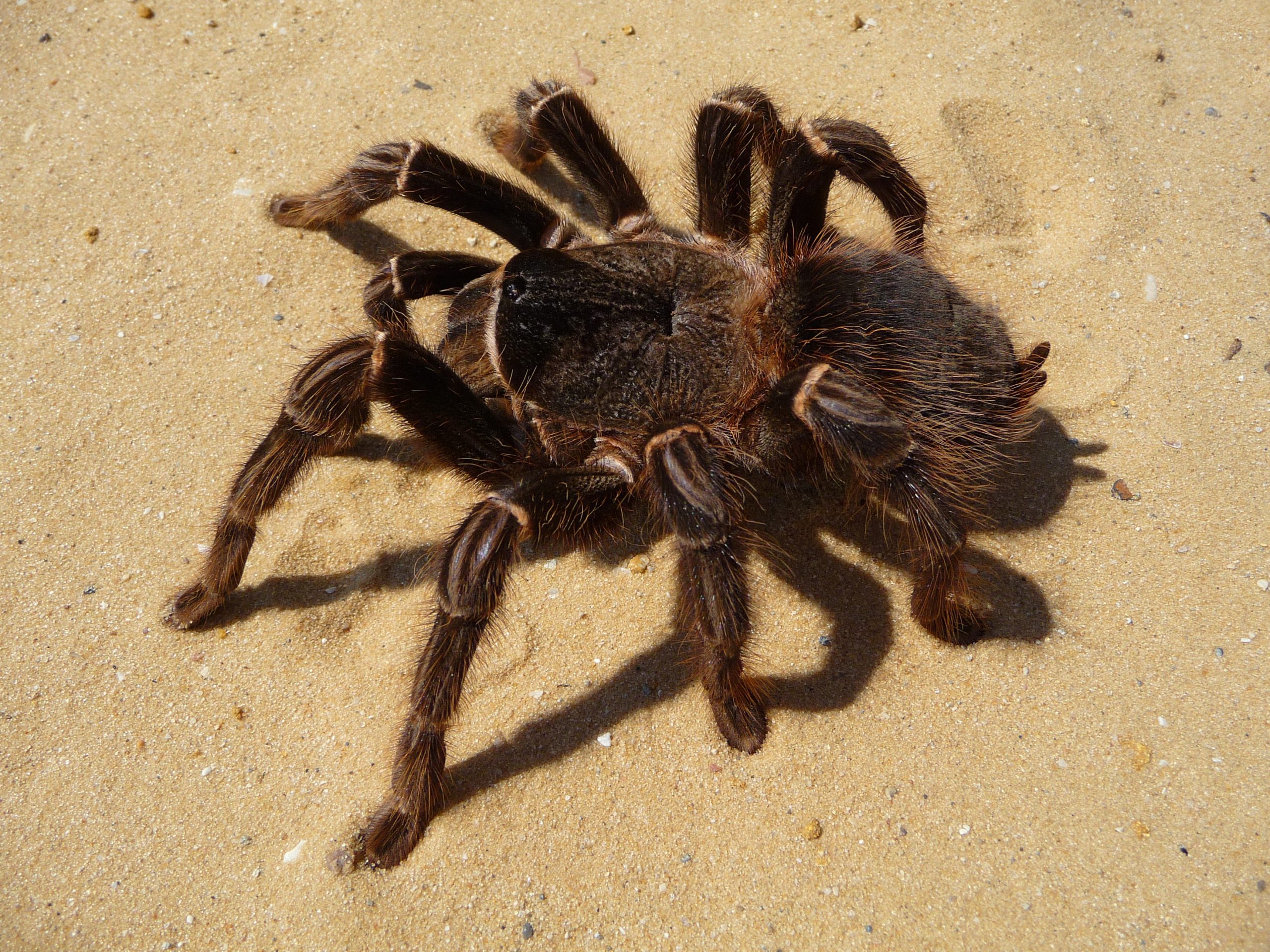 spider-george-chernilevsky.jpg
