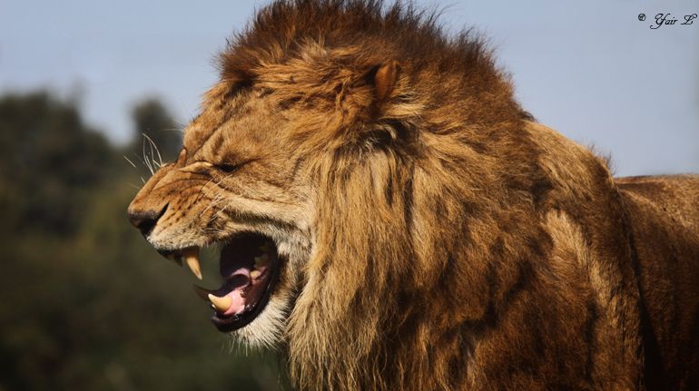 angry_lion_by_wolveskeeper.jpg