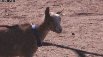 goat GIF